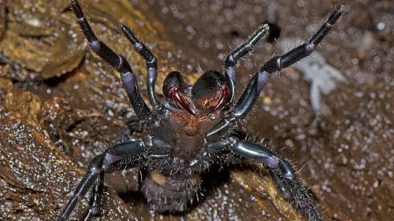  barn spider Araneus cavaticus black widow Latrodectus mactans scorpion tarantula-0