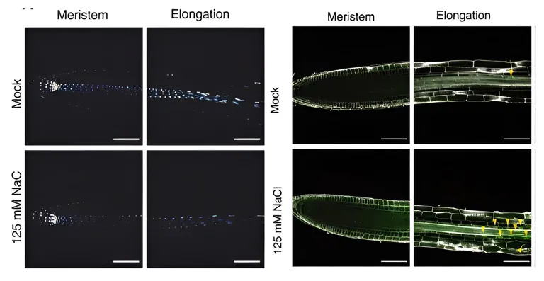  nematode nematode worm roundworm oscilloscope scope cathode-ray oscilloscope CRO flatworm platyhelminth jellyfish-0