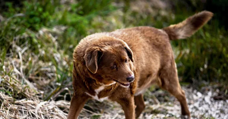  Chesapeake Bay retriever kelpie Labrador retriever Rhodesian ridgeback-0