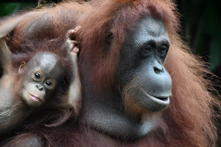  orangutan orang orangutang Pongo pygmaeus siamang Hylobates syndactylus Symphalangus syndactylus guenon guenon monkey titi titi monkey-0