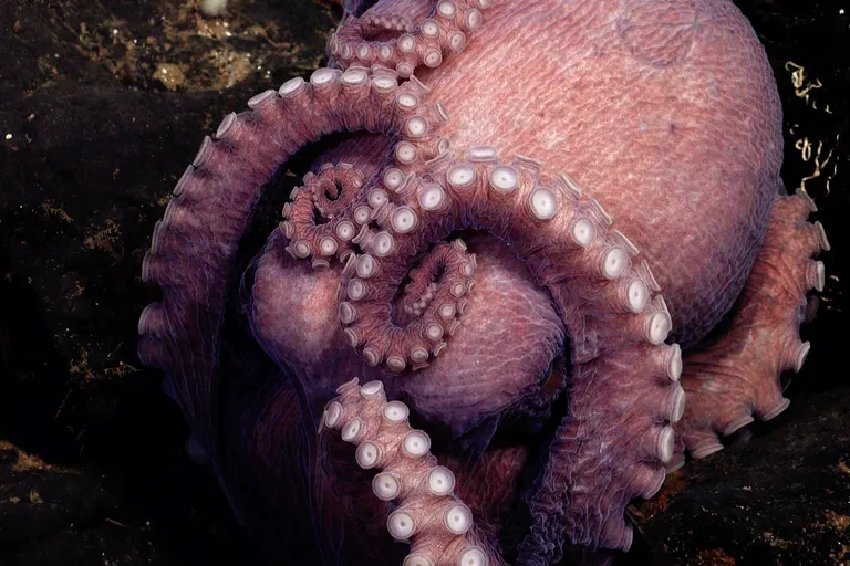  chambered nautilus pearly nautilus nautilus isopod starfish sea star sea cucumber holothurian-0