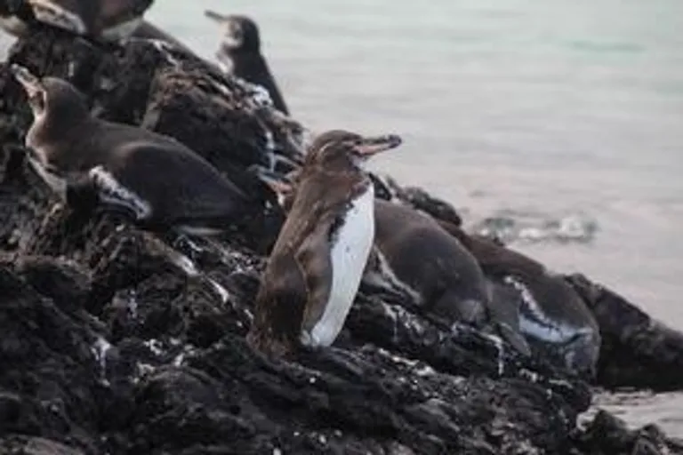  king penguin Aptenodytes patagonica water ouzel dipper sea lion red-breasted merganser Mergus serrator-0