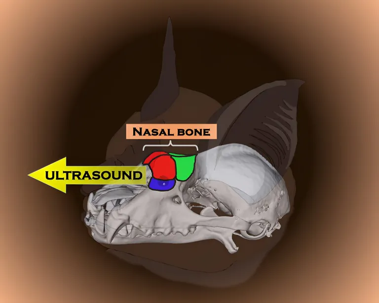  oxygen mask web site website internet site site isopod snail-0