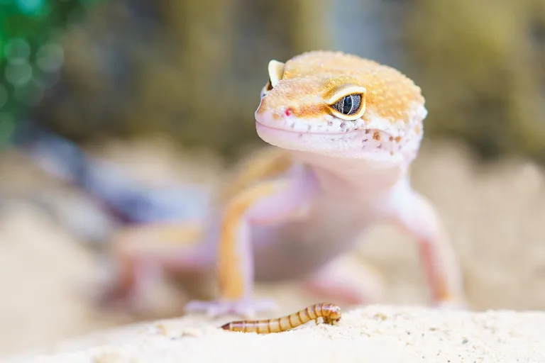  banded gecko whiptail whiptail lizard alligator lizard agama-0