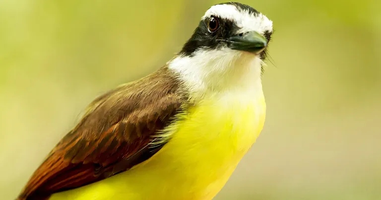  coucal bulbul jacamar bee eater-0