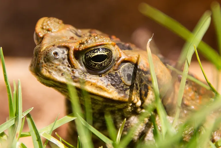  tailed frog bell toad ribbed toad tailed toad Ascaphus trui bullfrog Rana catesbeiana common newt Triturus vulgaris tree frog tree-frog-0