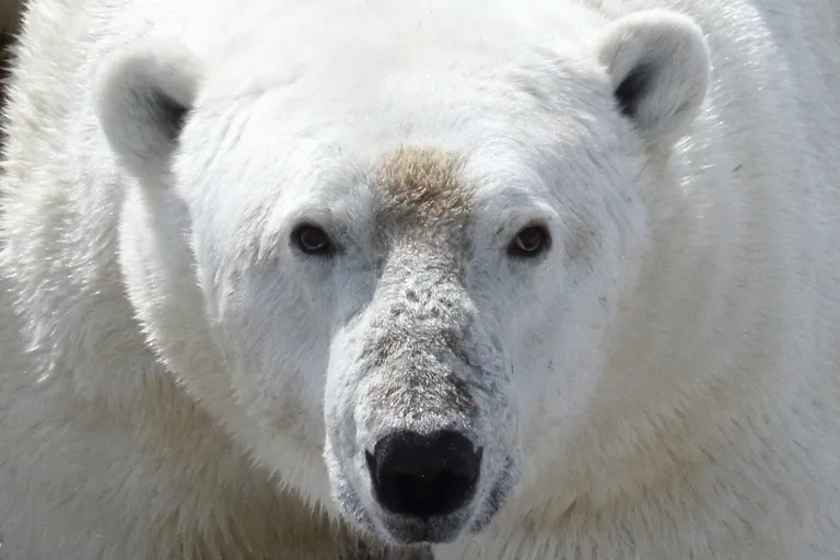  ice bear polar bear Ursus Maritimus Thalarctos maritimus brown bear bruin Ursus arctos American black bear black bear Ursus americanus Euarctos americanus sloth bear Melursus ursinus Ursus ursinus-0