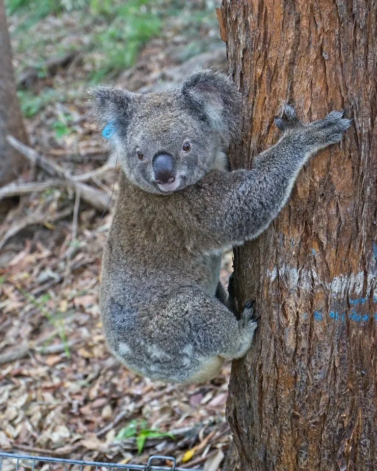  koala koala bear kangaroo bear native bear Phascolarctos cinereus wombat teddy teddy bear dingo warrigal warragal Canis dingo-0