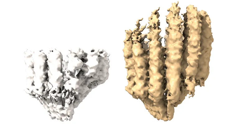  hen-of-the-woods hen of the woods Polyporus frondosus Grifola frondosa sea cucumber holothurian honeycomb brain coral-0