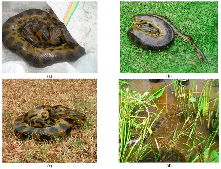  rock python rock snake Python sebae boa constrictor Constrictor constrictor water snake sidewinder horned rattlesnake Crotalus cerastes-0