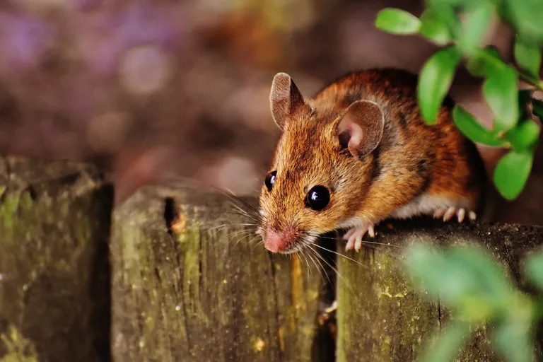  mousetrap hamster fox squirrel eastern fox squirrel Sciurus niger weasel-0