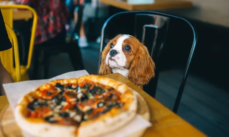  Blenheim spaniel pizza pizza pie Japanese spaniel Sussex spaniel-0