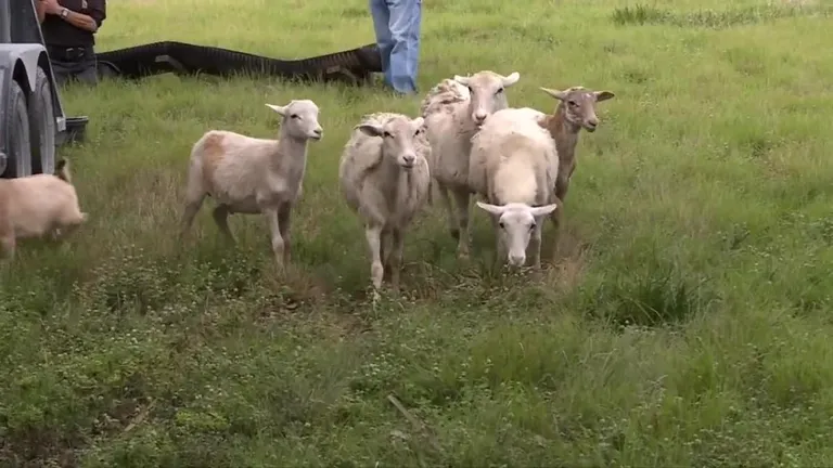  kelpie ram tup Border collie Cardigan Cardigan Welsh corgi-0