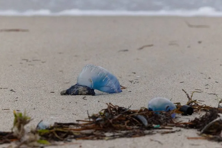  jellyfish seashore coast seacoast sea-coast electric ray crampfish numbfish torpedo plastic bag-0