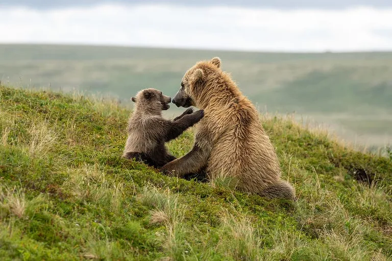  brown bear bruin Ursus arctos ice bear polar bear Ursus Maritimus Thalarctos maritimus American black bear black bear Ursus americanus Euarctos americanus sloth bear Melursus ursinus Ursus ursinus-0