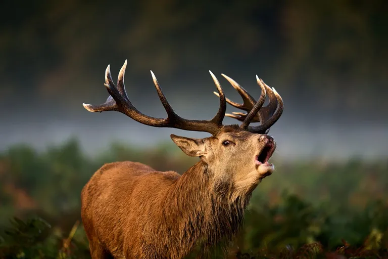  ibex Capra ibex ox black grouse hartebeest-0