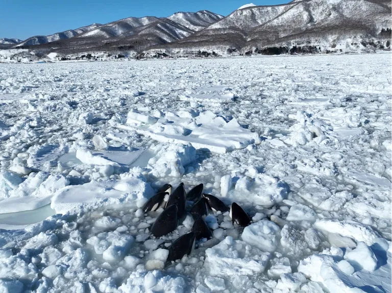  alp valley vale ice bear polar bear Ursus Maritimus Thalarctos maritimus lakeside lakeshore-0