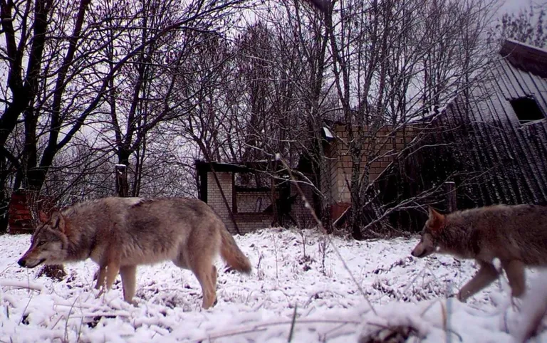  timber wolf grey wolf gray wolf Canis lupus coyote prairie wolf brush wolf Canis latrans red wolf maned wolf Canis rufus Canis niger white wolf Arctic wolf Canis lupus tundrarum-0