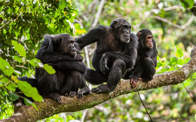  chimpanzee chimp Pan troglodytes siamang Hylobates syndactylus Symphalangus syndactylus guenon guenon monkey patas hussar monkey Erythrocebus patas-0