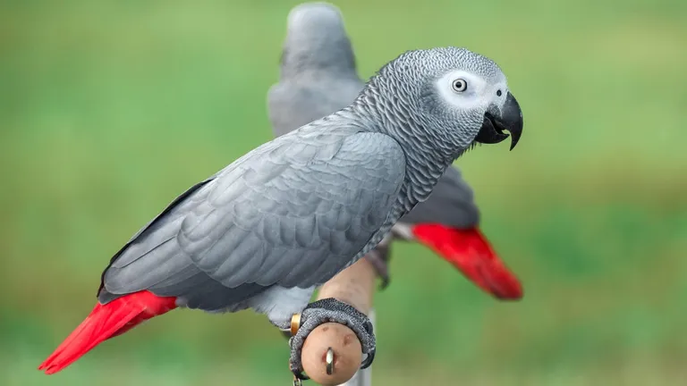  African grey African gray Psittacus erithacus water ouzel dipper macaw black grouse-0