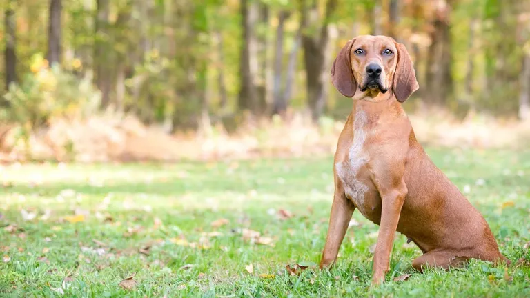  redbone Walker hound Walker foxhound bloodhound sleuthhound Rhodesian ridgeback-0