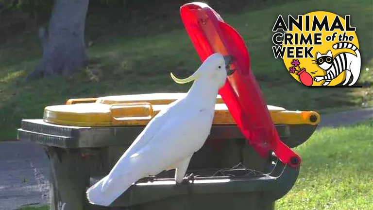  sulphur-crested cockatoo Kakatoe galerita Cacatua galerita ashcan trash can garbage can wastebin ash bin ash-bin ashbin dustbin trash barrel trash bin garbage truck dustcart bucket pail-0