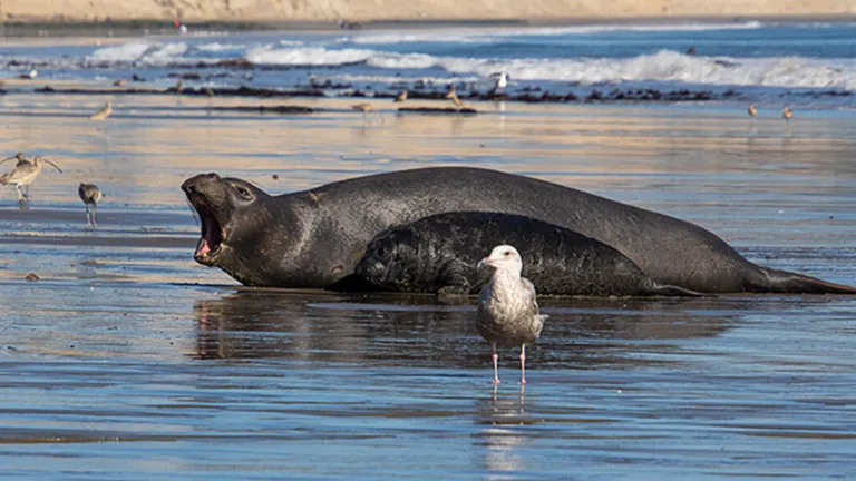  sea lion otter hippopotamus hippo river horse Hippopotamus amphibius mink-0