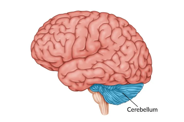  brain coral gyromitra shower cap cauliflower-0