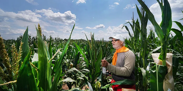  ear spike capitulum corn maze labyrinth thresher thrasher threshing machine-0