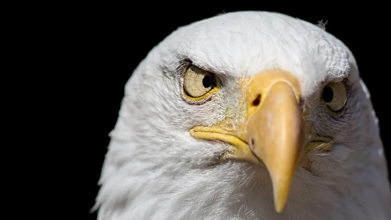  bald eagle American eagle Haliaeetus leucocephalus kite vulture American egret great white heron Egretta albus-0