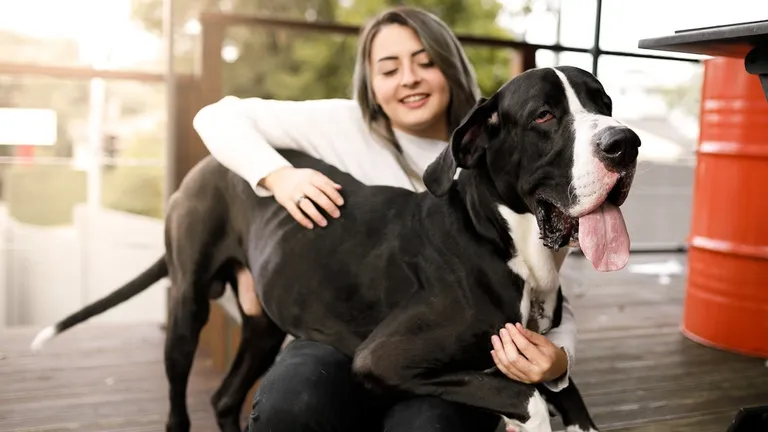  Great Dane Greater Swiss Mountain dog Saint Bernard St Bernard bull mastiff-0