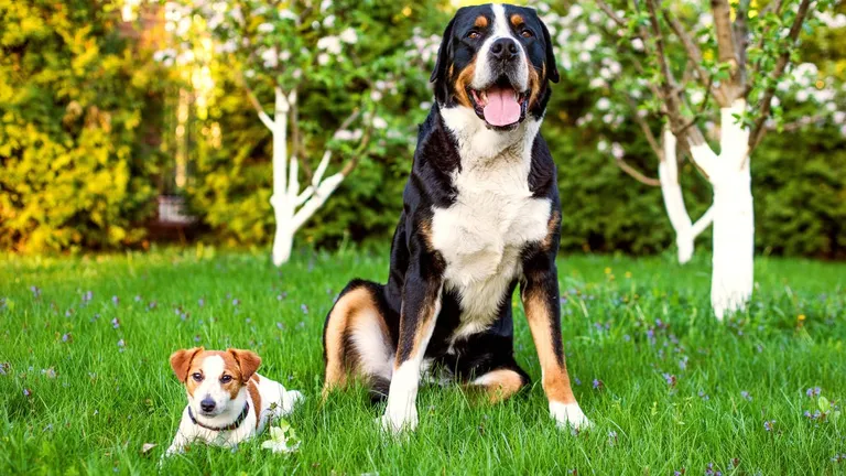  Appenzeller Greater Swiss Mountain dog EntleBucher Bernese mountain dog-0