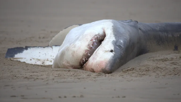  great white shark white shark man-eater man-eating shark Carcharodon carcharias tiger shark Galeocerdo cuvieri hammerhead hammerhead shark electric ray crampfish numbfish torpedo-0