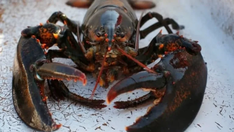  American lobster Northern lobster Maine lobster Homarus americanus spiny lobster langouste rock lobster crawfish crayfish sea crawfish crayfish crawfish crawdad crawdaddy plate-0