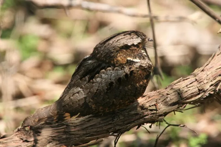  ruffed grouse partridge Bonasa umbellus brambling Fringilla montifringilla water ouzel dipper coucal-0