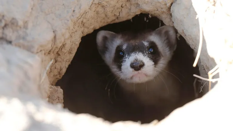  black-footed ferret ferret Mustela nigripes polecat fitch foulmart foumart Mustela putorius weasel mink-0