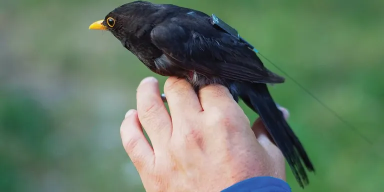  water ouzel dipper robin American robin Turdus migratorius bulbul worm fence snake fence snake-rail fence Virginia fence-0