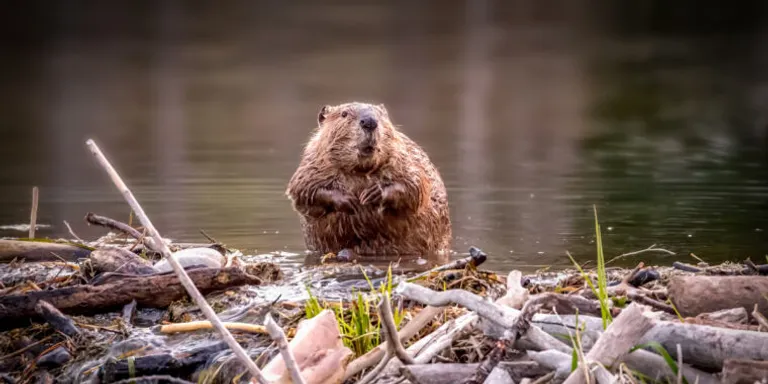  beaver marmot otter mink-0