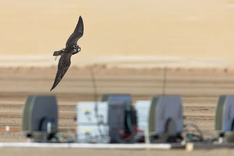  prairie chicken prairie grouse prairie fowl kite albatross mollymawk black grouse-0