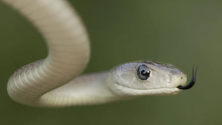  Indian cobra Naja naja green mamba thunder snake worm snake Carphophis amoenus night snake Hypsiglena torquata-0