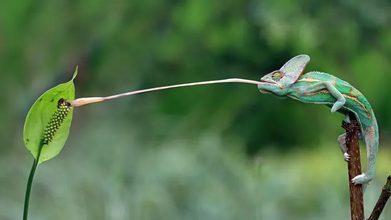  African chameleon Chamaeleo chamaeleon American chameleon anole Anolis carolinensis green lizard Lacerta viridis agama-0