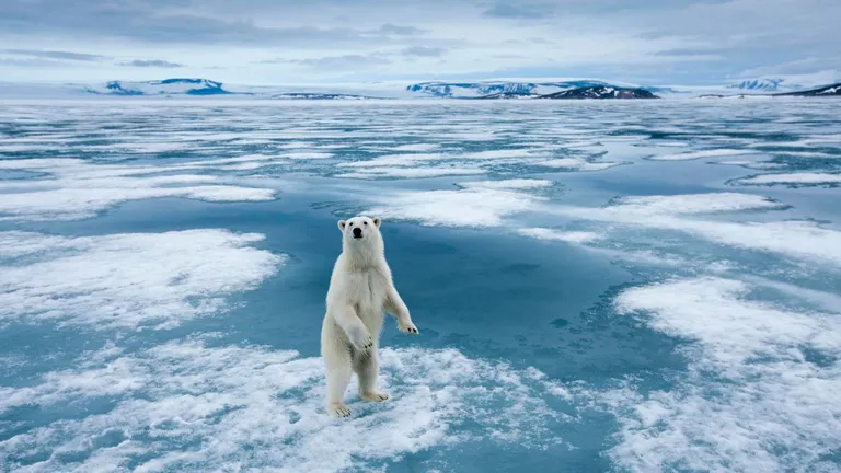  ice bear polar bear Ursus Maritimus Thalarctos maritimus Arctic fox white fox Alopex lagopus weasel meerkat mierkat-0