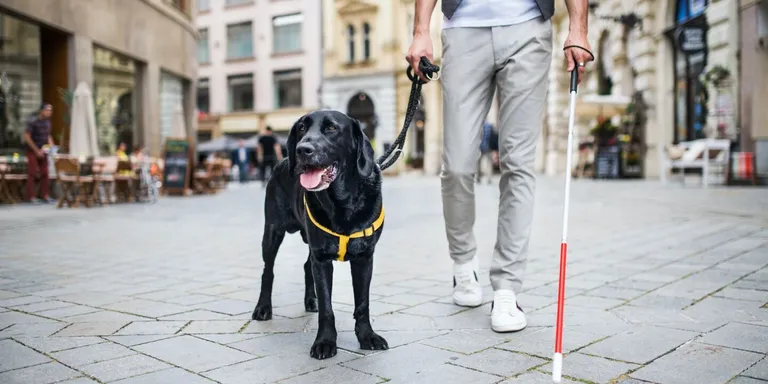  Labrador retriever crutch flat-coated retriever Great Dane-0