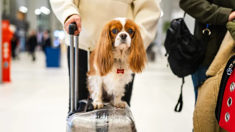  Blenheim spaniel Japanese spaniel Sussex spaniel crutch-0