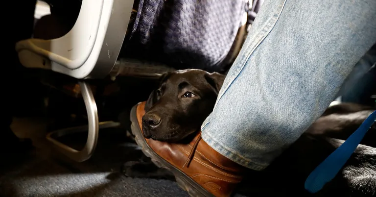  Labrador retriever flat-coated retriever space heater curly-coated retriever-0