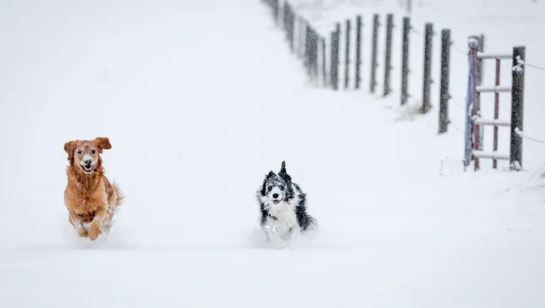  Border collie collie borzoi Russian wolfhound whippet-0