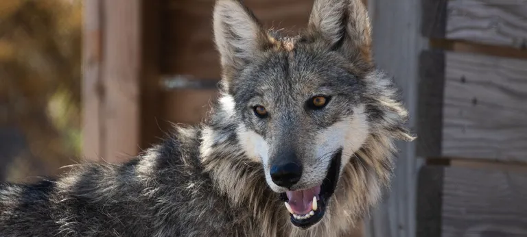  timber wolf grey wolf gray wolf Canis lupus red wolf maned wolf Canis rufus Canis niger coyote prairie wolf brush wolf Canis latrans white wolf Arctic wolf Canis lupus tundrarum-0