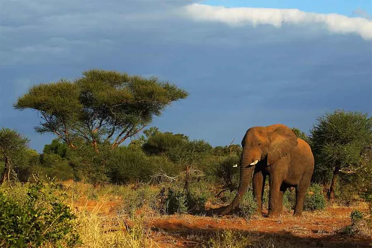  African elephant Loxodonta africana tusker Indian elephant Elephas maximus ostrich Struthio camelus-0