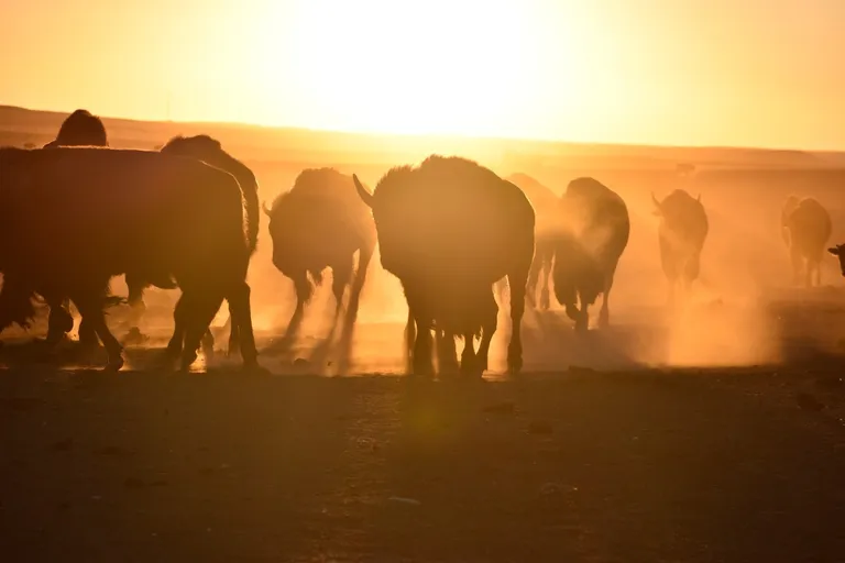  bison water buffalo water ox Asiatic buffalo Bubalus bubalis ox Arabian camel dromedary Camelus dromedarius-0